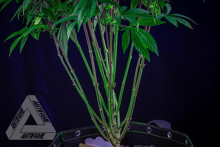 IZI SEEDS - Grandpa Zombie Genetics FemY. Week 10