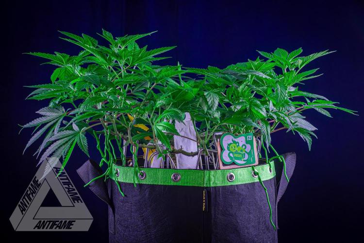 IZI SEEDS - Grandpa Zombie genetics femR. Week 10