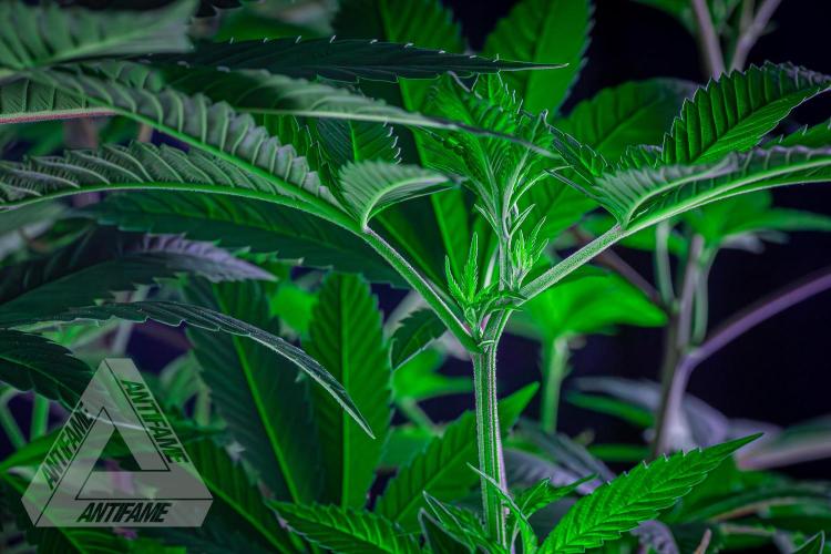 IZI SEEDS - Grandpa Zombie Genetics FemY. Week 10