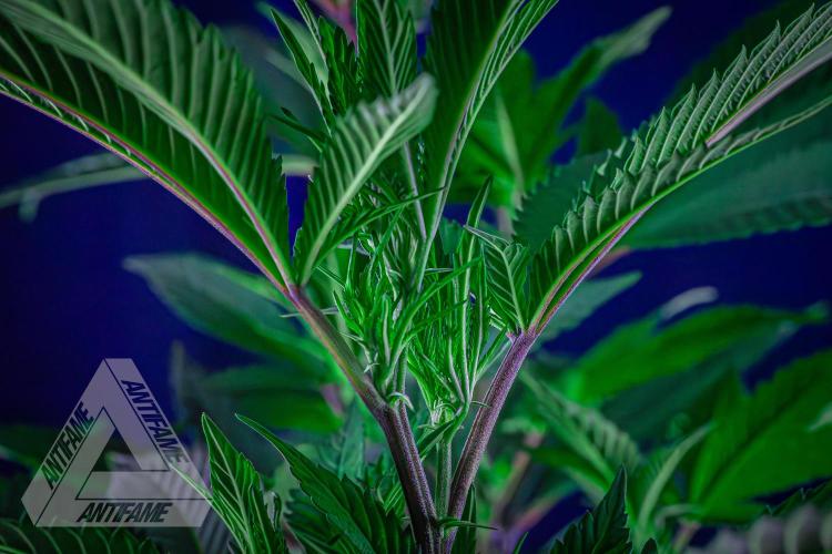 IZI SEEDS - Grandpa Zombie Genetics FemY. Week 10
