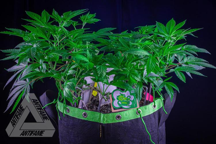 IZI SEEDS - Grandpa Zombie genetics femR. Week 10