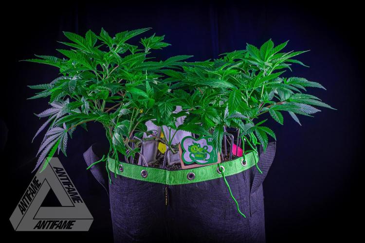 IZI SEEDS - Grandpa Zombie genetics femR. Week 10