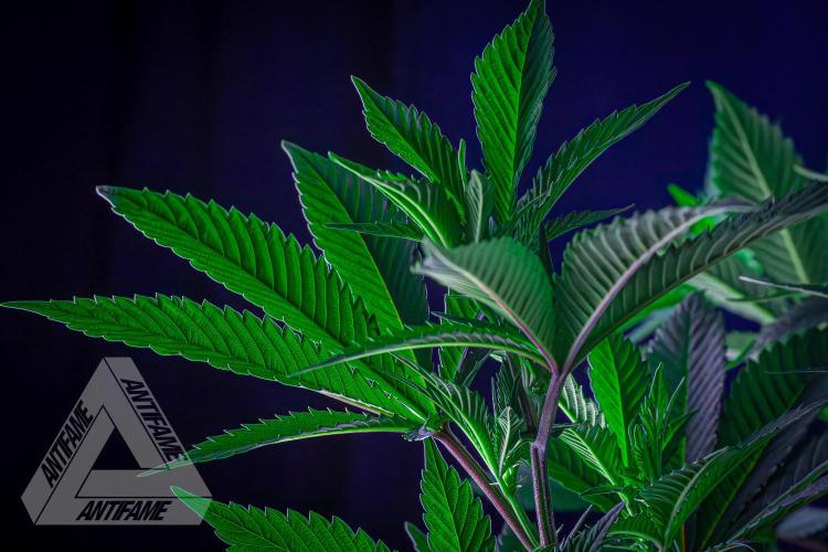 IZI SEEDS - Grandpa Zombie Genetics FemY. Week 10