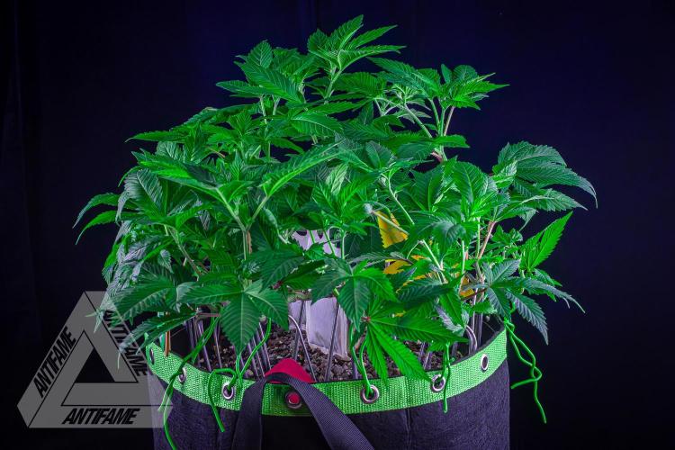 IZI SEEDS - Grandpa Zombie genetics femR. Week 10