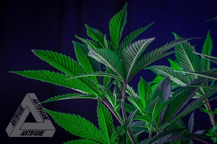 IZI SEEDS - Grandpa Zombie Genetics FemY. Week 10