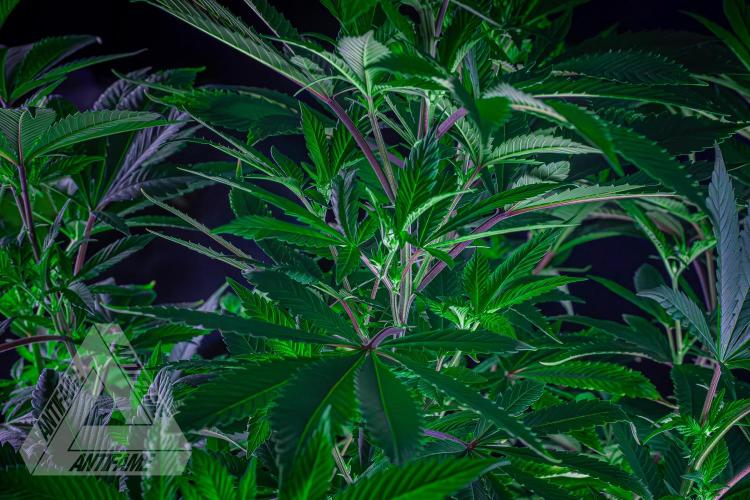 IZI SEEDS - Grandpa Zombie Genetics FemY. Week 10