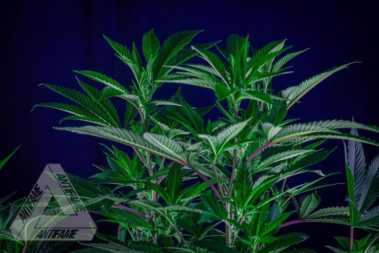 IZI SEEDS - Grandpa Zombie Genetics FemY. Week 10