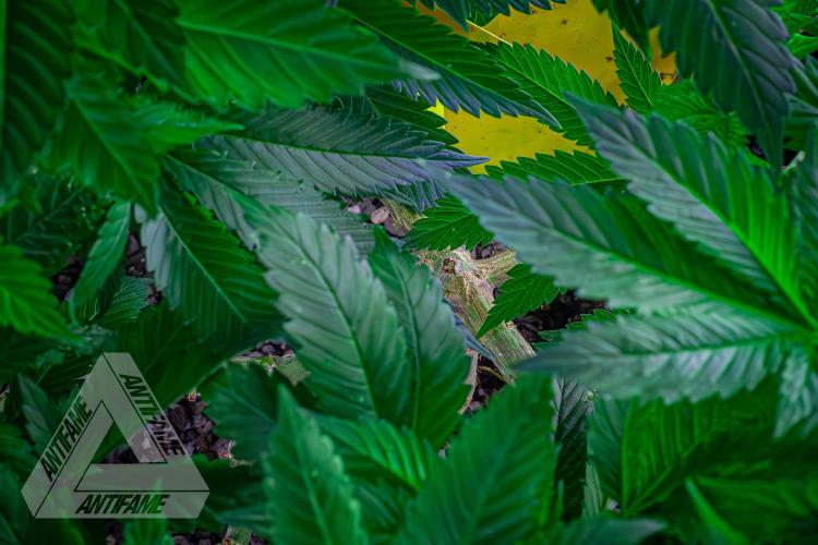 IZI SEEDS - Grandpa Zombie genetics femR. Week 10