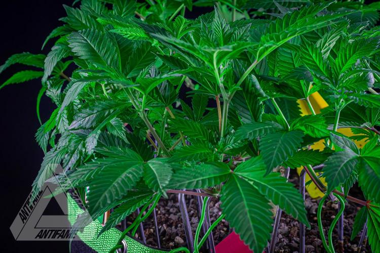 IZI SEEDS - Grandpa Zombie genetics femR. Week 10
