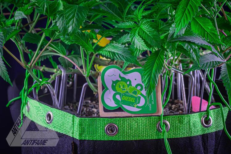 IZI SEEDS - Grandpa Zombie genetics femR. Week 10