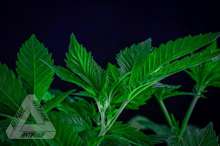 IZI SEEDS - Grandpa Zombie genetics femR. Week 10