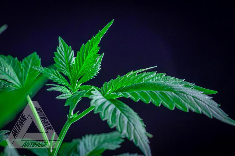 IZI SEEDS - Grandpa Zombie genetics femR. Week 10