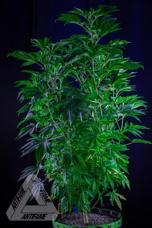 IZI SEEDS - Grandpa Zombie genetics femB. Week 10