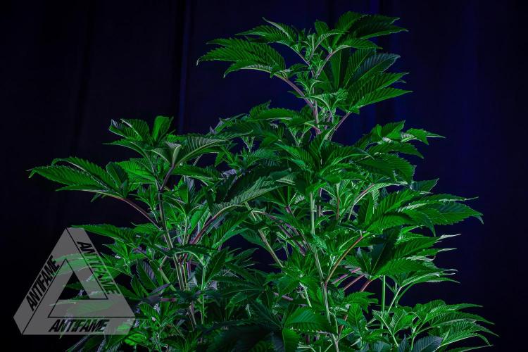 IZI SEEDS - Grandpa Zombie genetics femB. Week 10