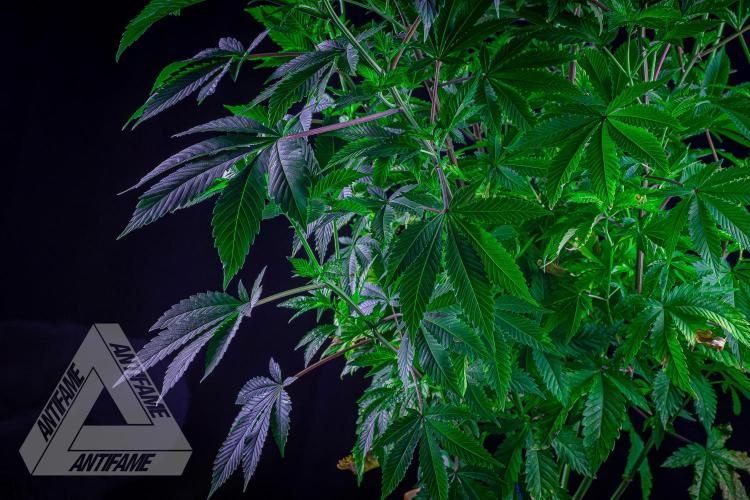 IZI SEEDS - Grandpa Zombie genetics femB. Week 10