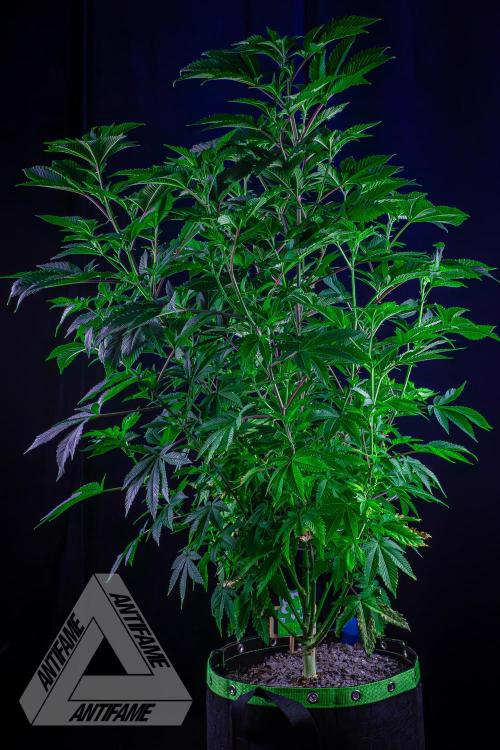 IZI SEEDS - Grandpa Zombie genetics femB. Week 10