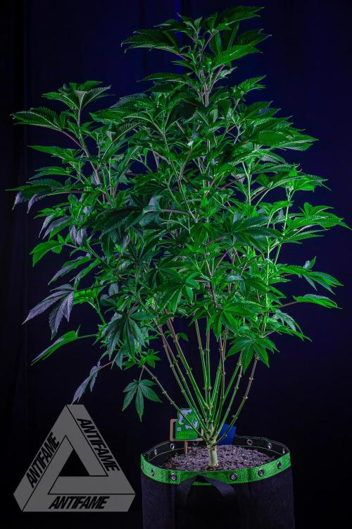 IZI SEEDS - Grandpa Zombie genetics femB. Week 10