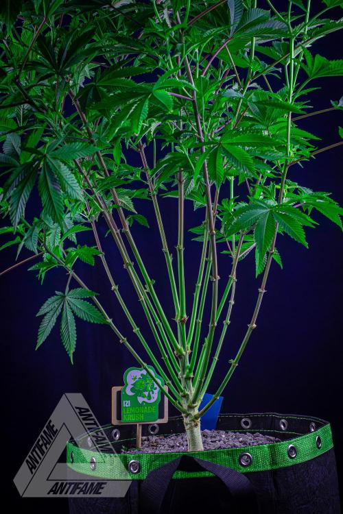 IZI SEEDS - Grandpa Zombie genetics femB. Week 10