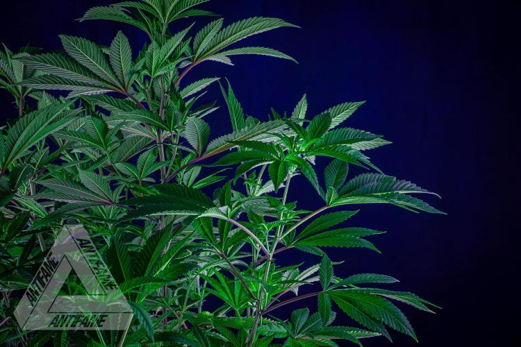 IZI SEEDS - Grandpa Zombie genetics femB. Week 10