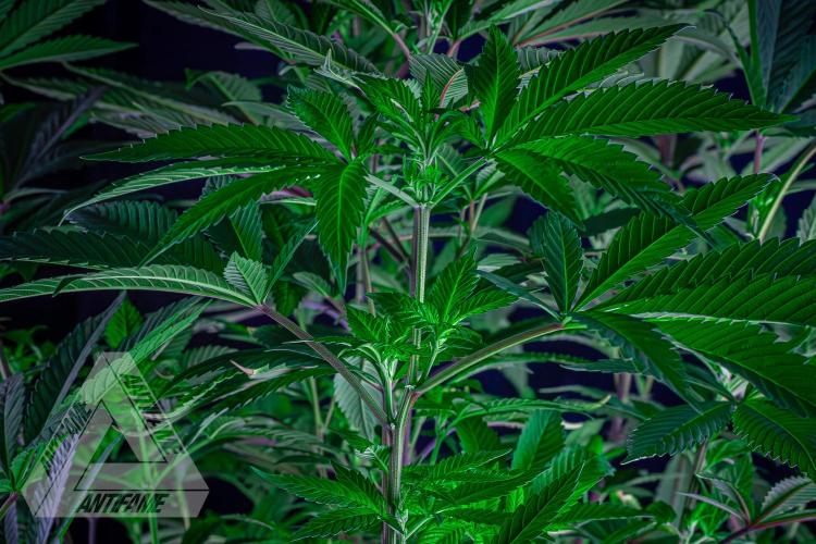IZI SEEDS - Grandpa Zombie genetics femB. Week 10