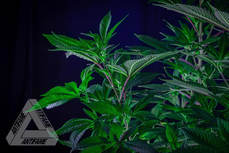 IZI SEEDS - Grandpa Zombie genetics femB. Week 10