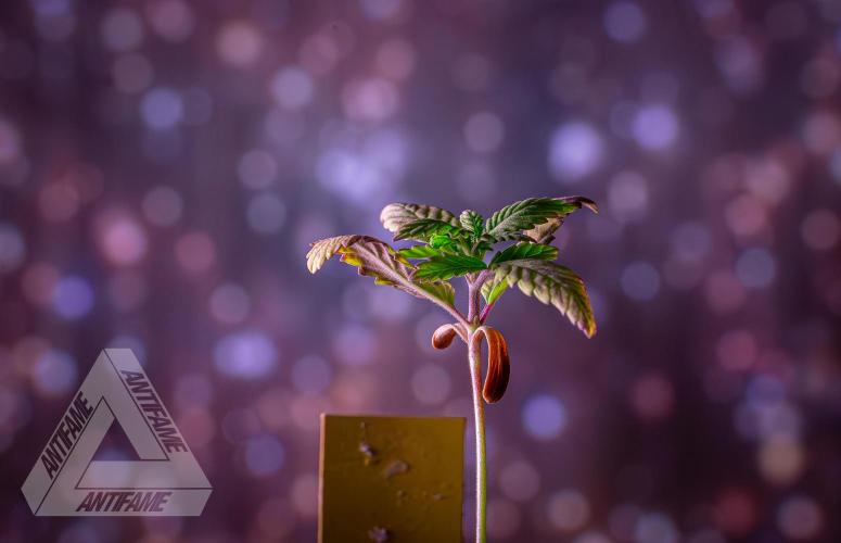 ZAMNESIA - Sticky Broccoli - EGC 2026 Y. Week 2