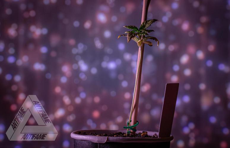 ZAMNESIA - Sticky Broccoli - EGC 2026 W. Week 2