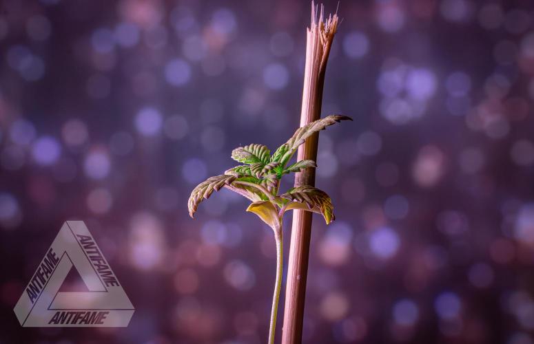 ZAMNESIA - Sticky Broccoli - EGC 2026 W. Week 2