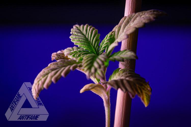 ZAMNESIA - Sticky Broccoli - EGC 2026 W. Week 2