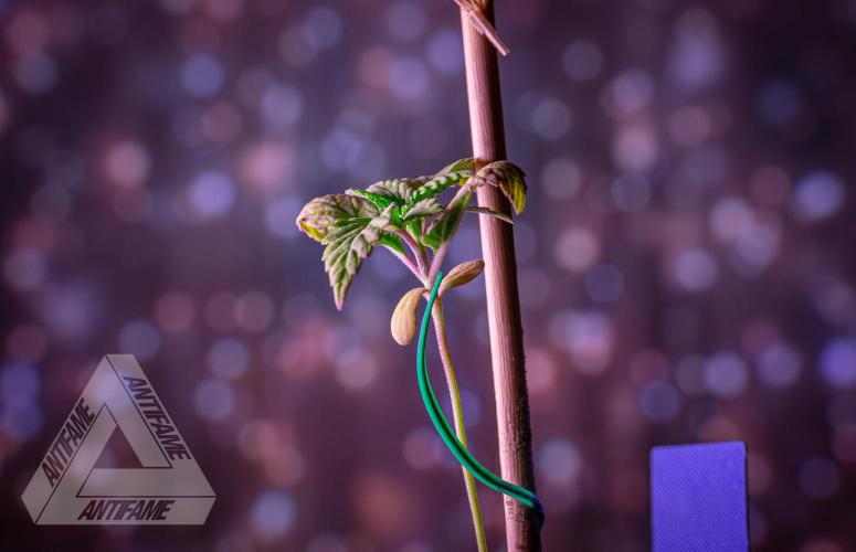 ZAMNESIA - Sticky Broccoli - EGC 2026 B. Week 2