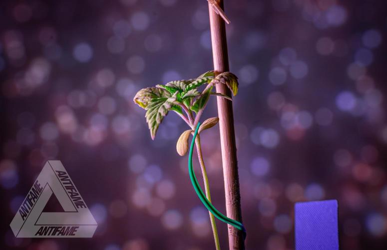 ZAMNESIA - Sticky Broccoli - EGC 2026 B. Week 2
