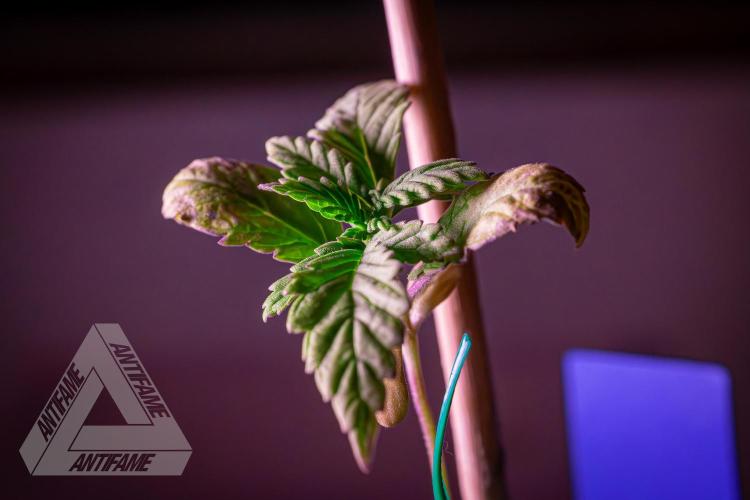 ZAMNESIA - Sticky Broccoli - EGC 2026 B. Week 2