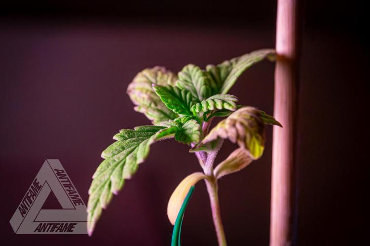 ZAMNESIA - Sticky Broccoli - EGC 2026 B. Week 2