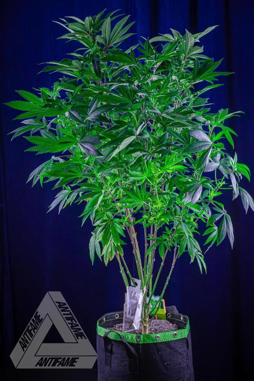 IZI SEEDS - Grandpa Zombie Genetics FemY. Week 11