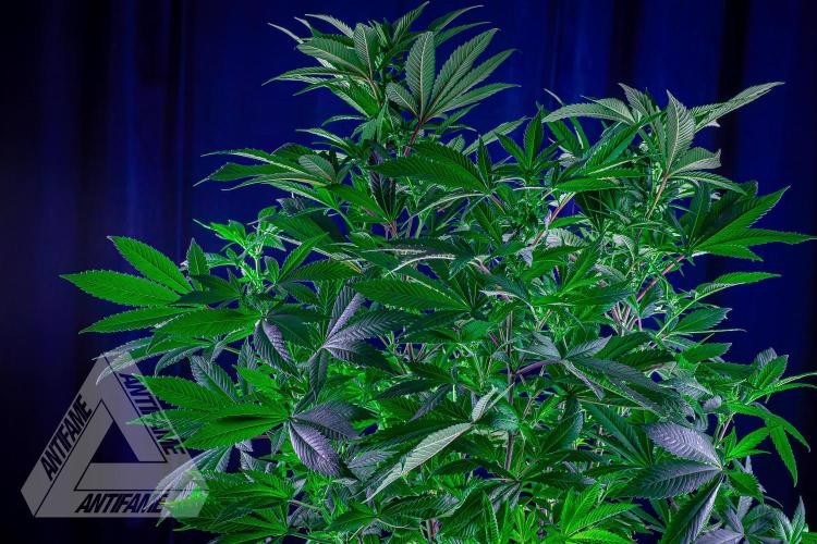 IZI SEEDS - Grandpa Zombie Genetics FemY. Week 11