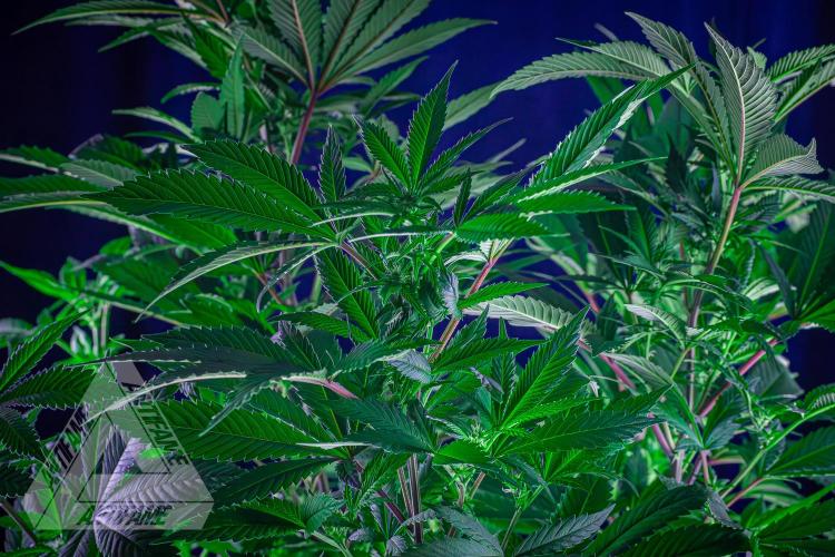 IZI SEEDS - Grandpa Zombie Genetics FemY. Week 11