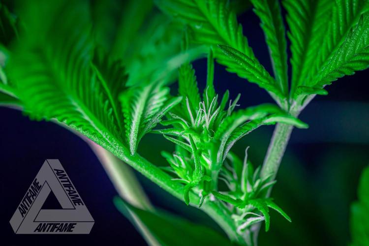 IZI SEEDS - Grandpa Zombie Genetics FemY. Week 11