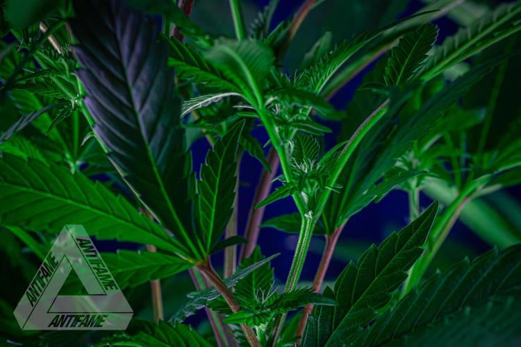 IZI SEEDS - Grandpa Zombie Genetics FemY. Week 11