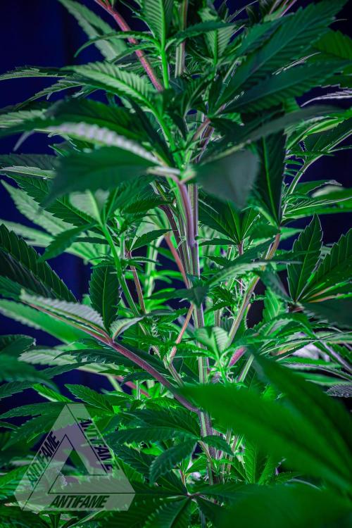 IZI SEEDS - Grandpa Zombie Genetics FemY. Week 11