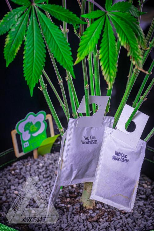 IZI SEEDS - Grandpa Zombie Genetics FemY. Week 11