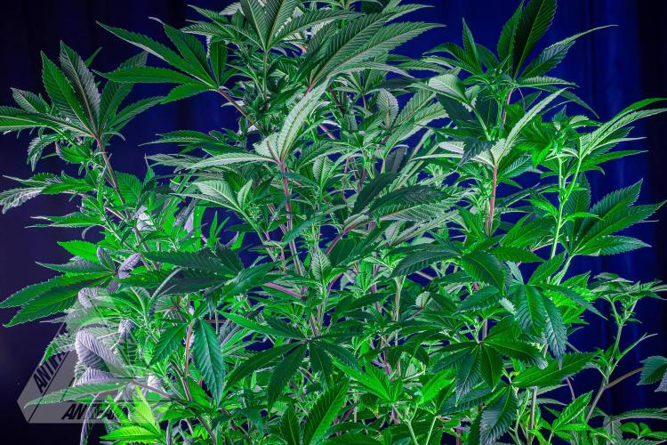 IZI SEEDS - Grandpa Zombie Genetics FemY. Week 11