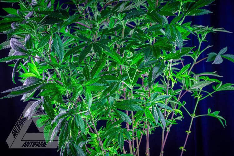 IZI SEEDS - Grandpa Zombie Genetics FemY. Week 11