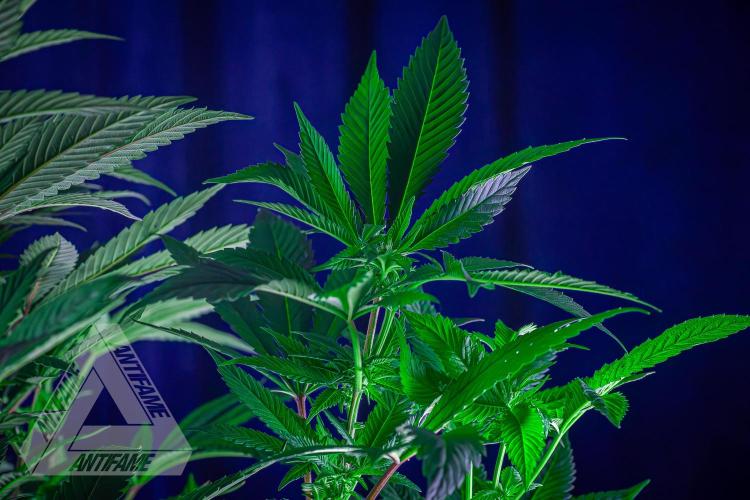 IZI SEEDS - Grandpa Zombie Genetics FemY. Week 11
