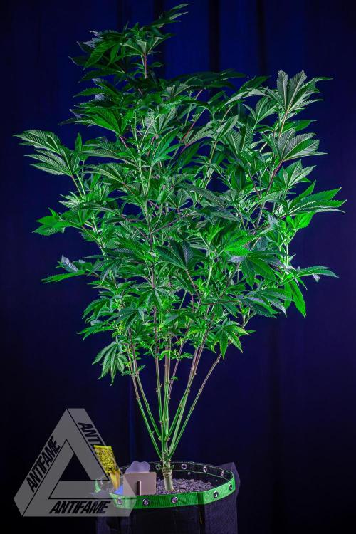 IZI SEEDS - Grandpa Zombie genetics femB. Week 11