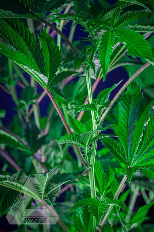IZI SEEDS - Grandpa Zombie genetics femB. Week 11