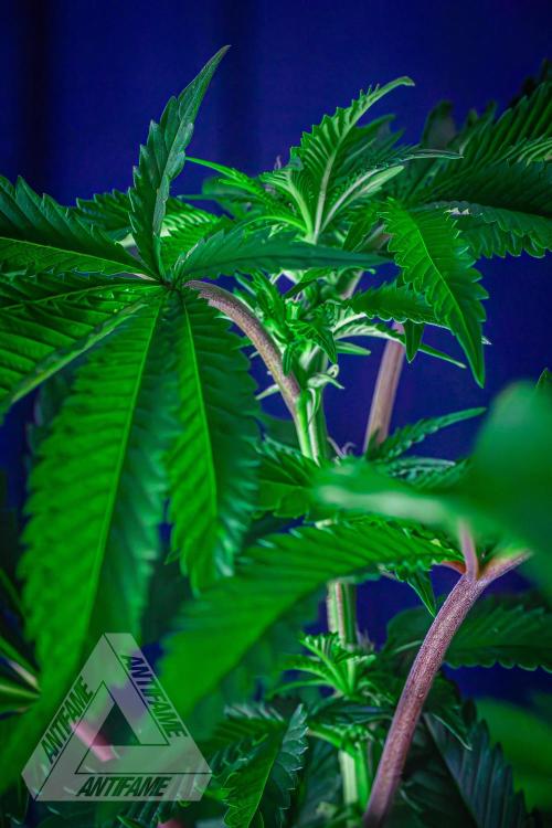 IZI SEEDS - Grandpa Zombie genetics femB. Week 11
