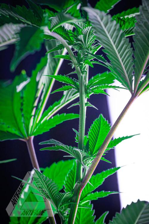 IZI SEEDS - Grandpa Zombie genetics femB. Week 11