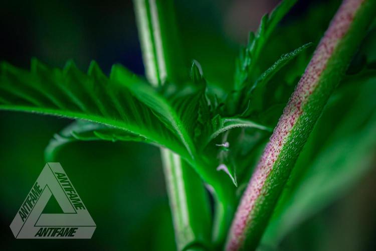 IZI SEEDS - Grandpa Zombie genetics femB. Week 11