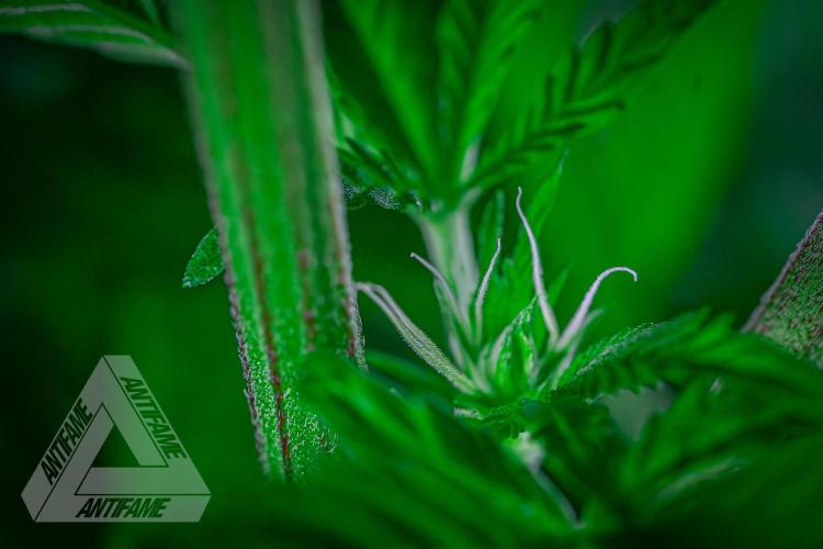 IZI SEEDS - Grandpa Zombie genetics femB. Week 11