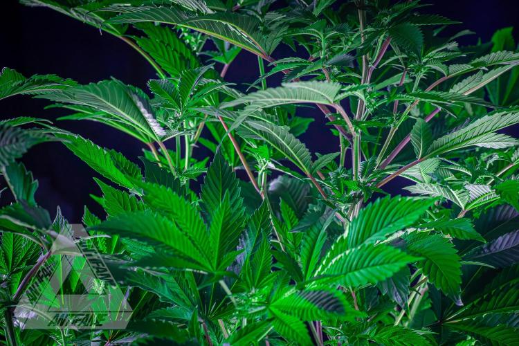 IZI SEEDS - Grandpa Zombie genetics femB. Week 11
